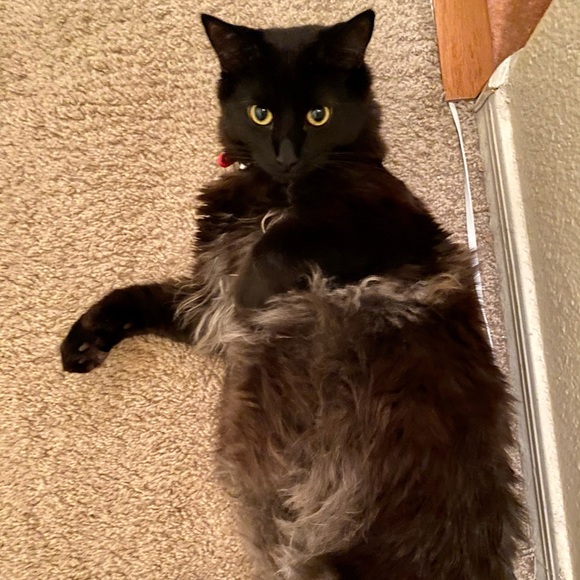 Meet your Posher, Kate - Picture 3 of 11